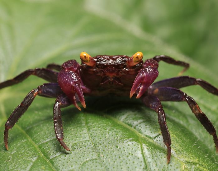 Crabul vampir este originar din Asia de Sud-Est, mai precis din Indonezia. Acesta locuiește în zonele umede, în râuri sau în tufișuri mici din apropierea unui corp de apă. 